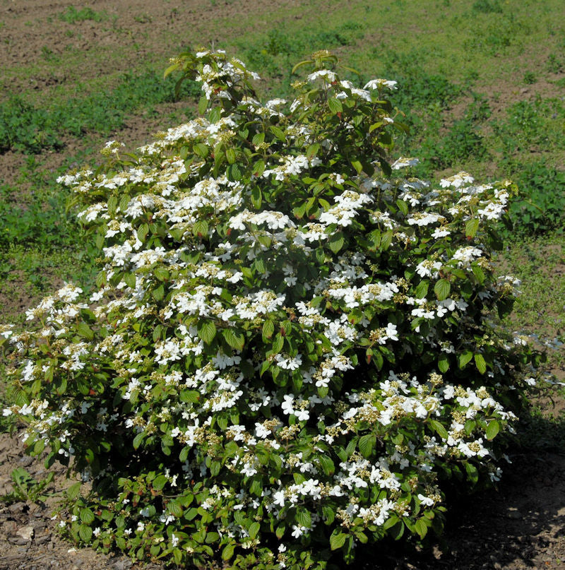  Gefüllter Schneeball Watanabe 30-40cm - Viburnum Plicatum