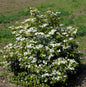  Gefüllter Schneeball Watanabe 30-40cm - Viburnum Plicatum