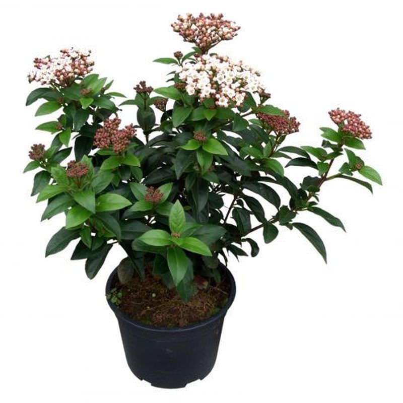  Mittelmeer Schneeball Lisa Rose 30-40cm - Viburnum Tinus