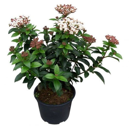  Mittelmeer Schneeball Lisa Rose 30-40cm - Viburnum Tinus