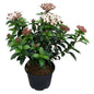  Mittelmeer Schneeball Lisa Rose 30-40cm - Viburnum Tinus