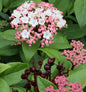  Hochstamm Mittelmeer Schneeball Purpurea 80-100cm - Viburnum Tinus