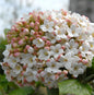  Großblumiger Duft Schneeball 80-100cm - Viburnum Carlcephalum