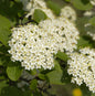  Wolliger Schneeball 100-125cm - Viburnum Lantana