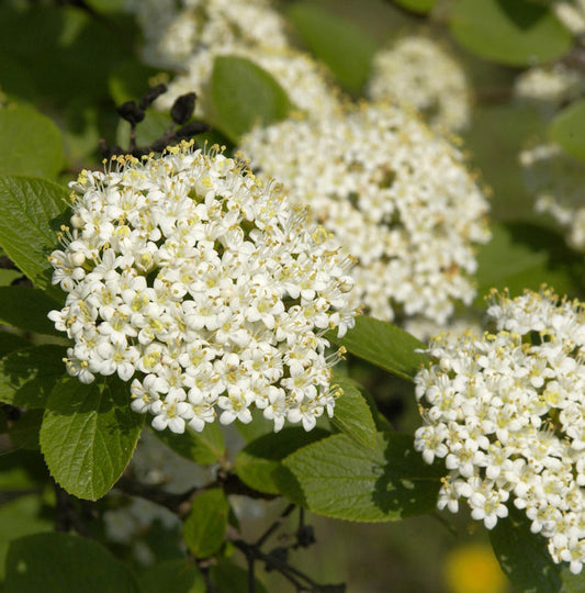  Wolliger Schneeball 125-150cm - Viburnum Lantana