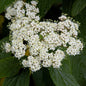  Immergrüner Zungen Schneeball 100-125cm - Viburnum Rhytidophyllum