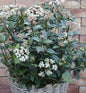  Mittelmeer Schneeball Eve Price 30-40cm - Viburnum Tinus