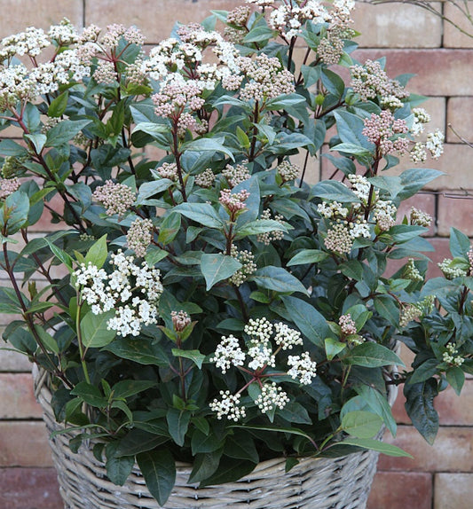  Mittelmeer Schneeball Eve Price 40-60cm - Viburnum Tinus