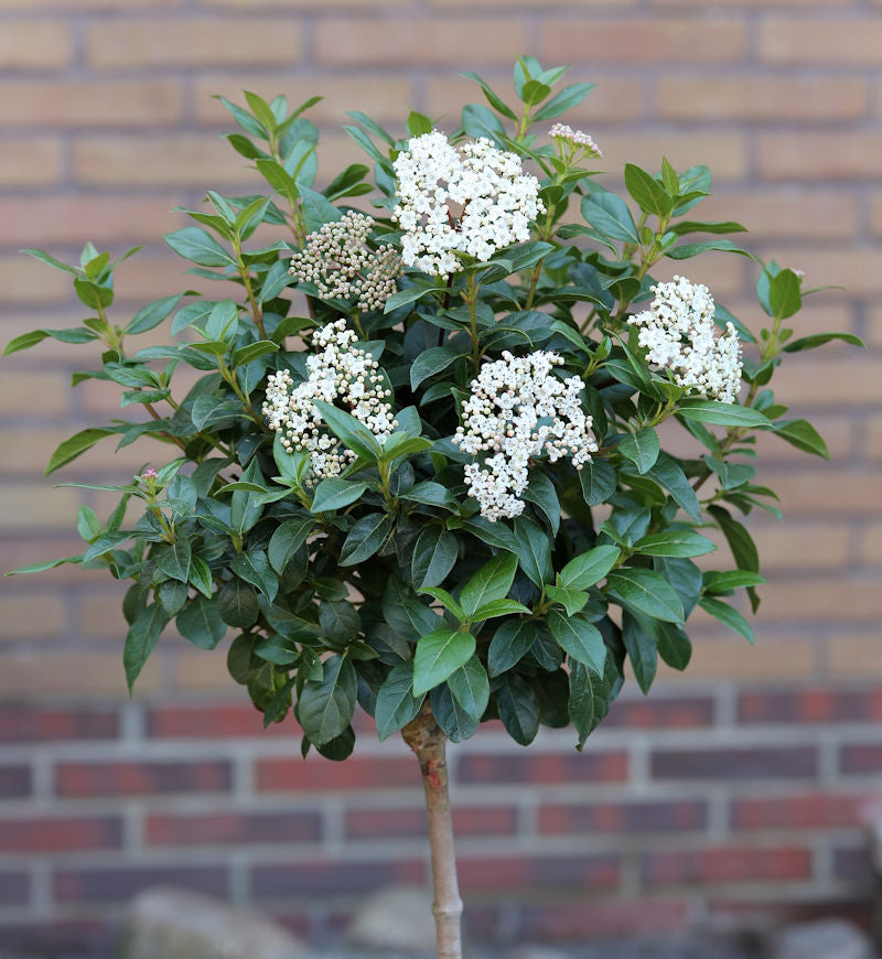  Hochstamm Mittelmeer Schneeball 40-60cm - Viburnum Tinus