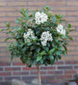  Hochstamm Mittelmeer Schneeball 80-100cm - Viburnum Tinus