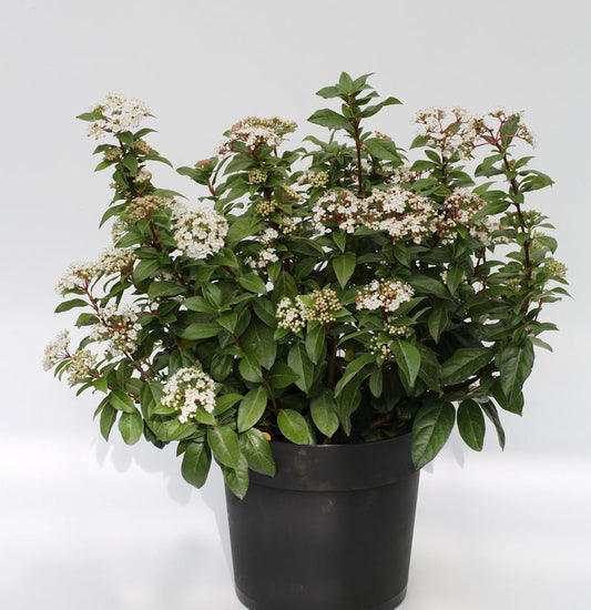  Mittelmeer Schneeball 100-125cm - Viburnum Tinus