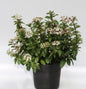  Mittelmeer Schneeball 25-30cm - Viburnum Tinus
