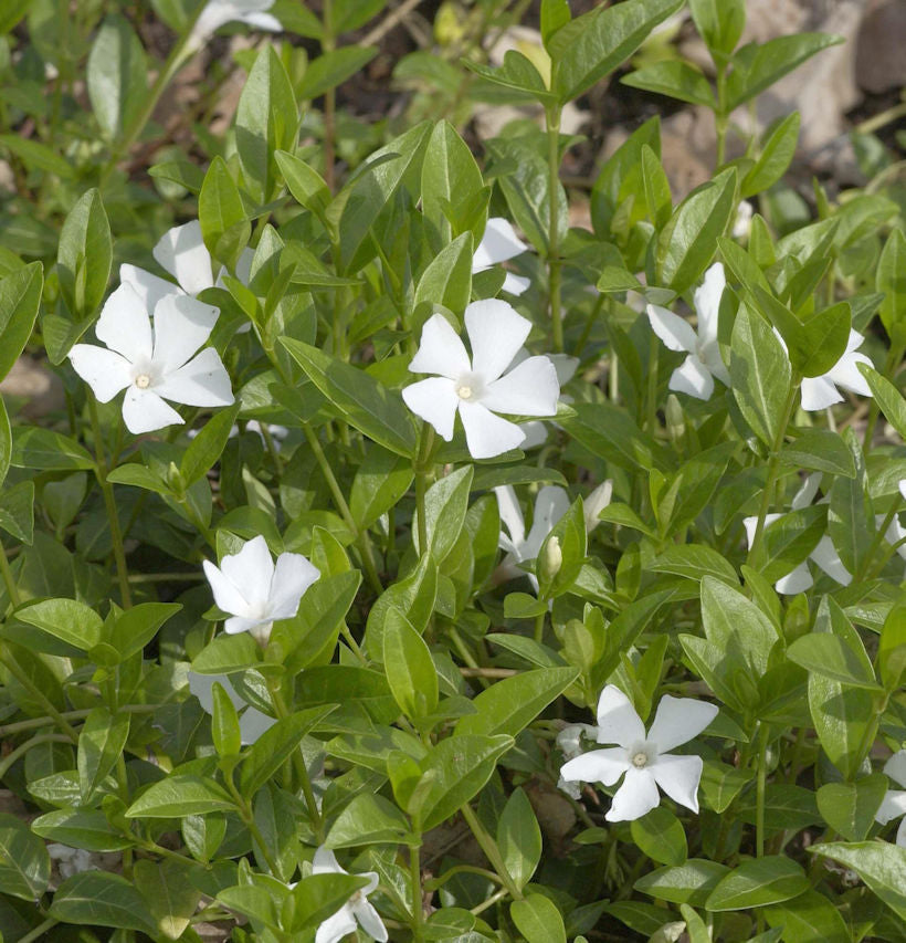  10x Kleinblättriges Immergrün Alba - Vinca Minor
