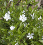 10x Kleinblättriges Immergrün Alba - Vinca Minor