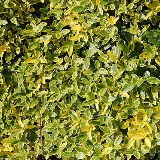  Immergrün Aureovariegata - Vinca Major