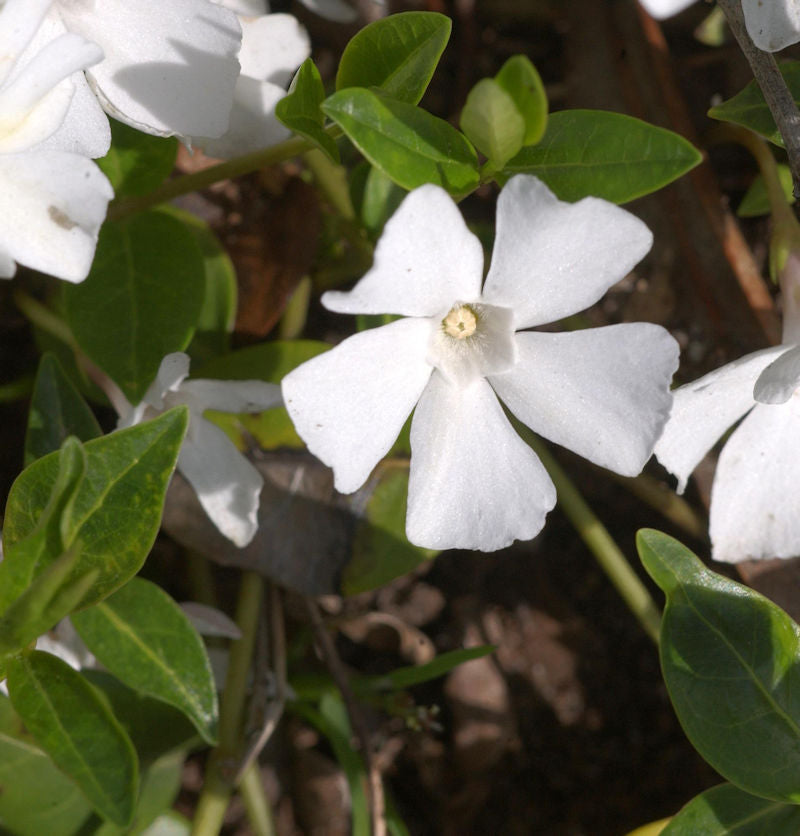  Immergrün Alba - Vinca Major