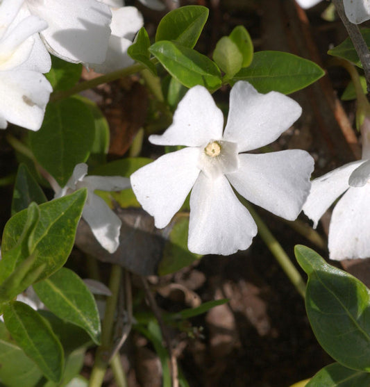  Immergrün Alba - Vinca Major