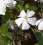 Immergrün Alba - Vinca Major