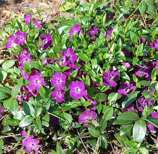  10x Kleinblättriges Immergrün Rubra - Vinca Minor