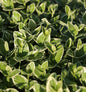 10x Kleinblättriges Immergrün Aureovariegata - Vinca Minor