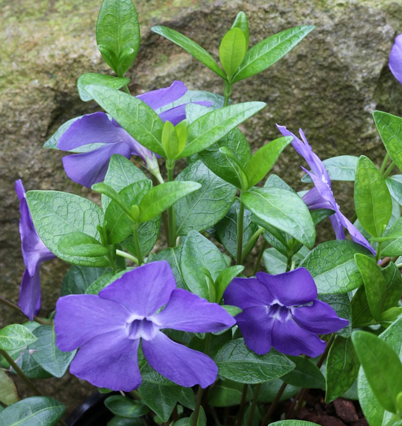  10x Immergrün Bowles - Vinca Minor