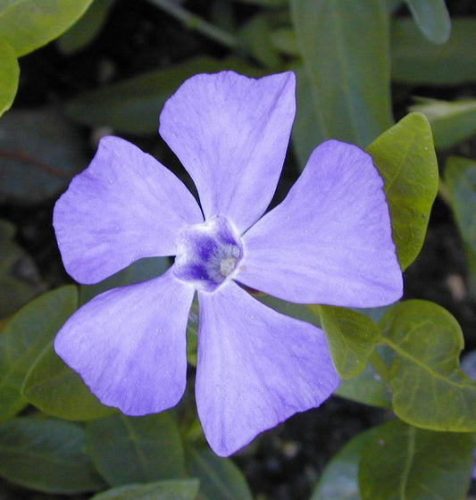  10x Kleinblättriges Immergrün - Vinca Minor