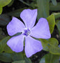  10x Kleinblättriges Immergrün - Vinca Minor