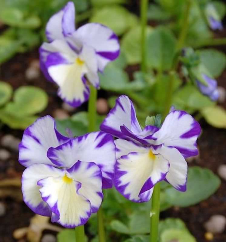  Hornveilchen Rebecca Cawthorne - Viola Cornuta