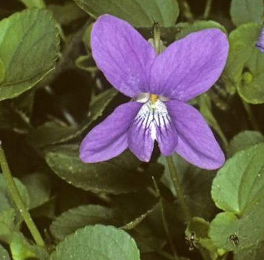  Duftveilchen Königen Charlotte - Viola Odorata