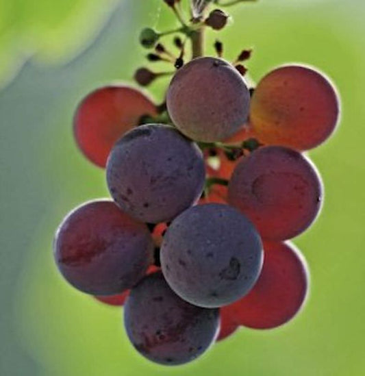  Weinrebe Erdbeertraube 100-125cm - Vitis