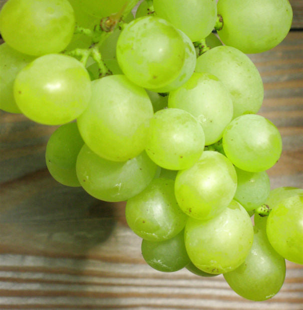  Weinrebe Lakemont Kernlose Trauben 80-100cm - Vitis