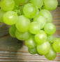  Weinrebe Lakemont Kernlose Trauben 80-100cm - Vitis