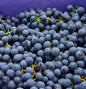  Weinrebe Muscat New York 80-100cm - Vitis