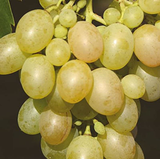  Weinrebe Muskateller 80-100cm - Vitis