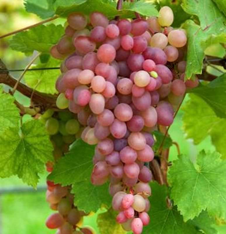  Weinrebe Piroschka® 80-100cm - Vitis