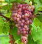  Weinrebe Piroschka® 80-100cm - Vitis