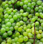  Weinrebe Pusztatraube 80-100cm - Vitis