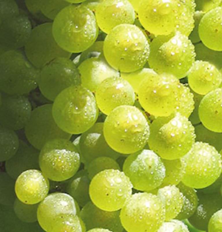  Weinrebe Solaris 80-100cm - Vitis