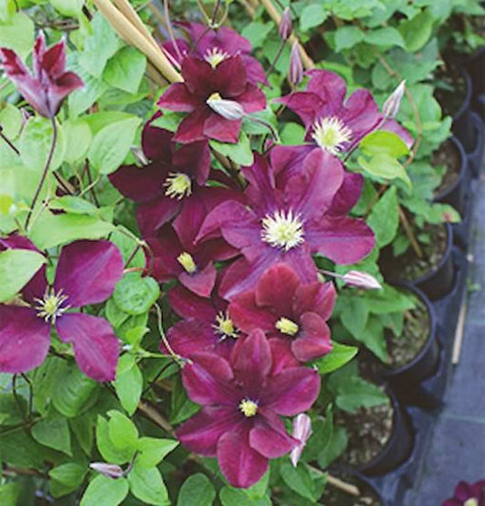 Waldrebe Warszawska Nike 40-60cm - Clematis