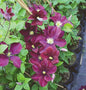  Waldrebe Warszawska Nike 40-60cm - Clematis