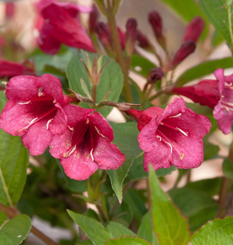  Weigelie Bristol Ruby 60-80cm - Weigela
