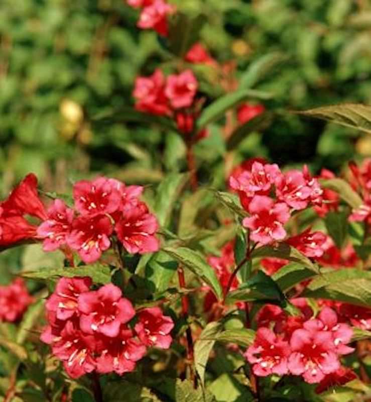  Weigelie Eva Rathke 80-100cm - Weigela