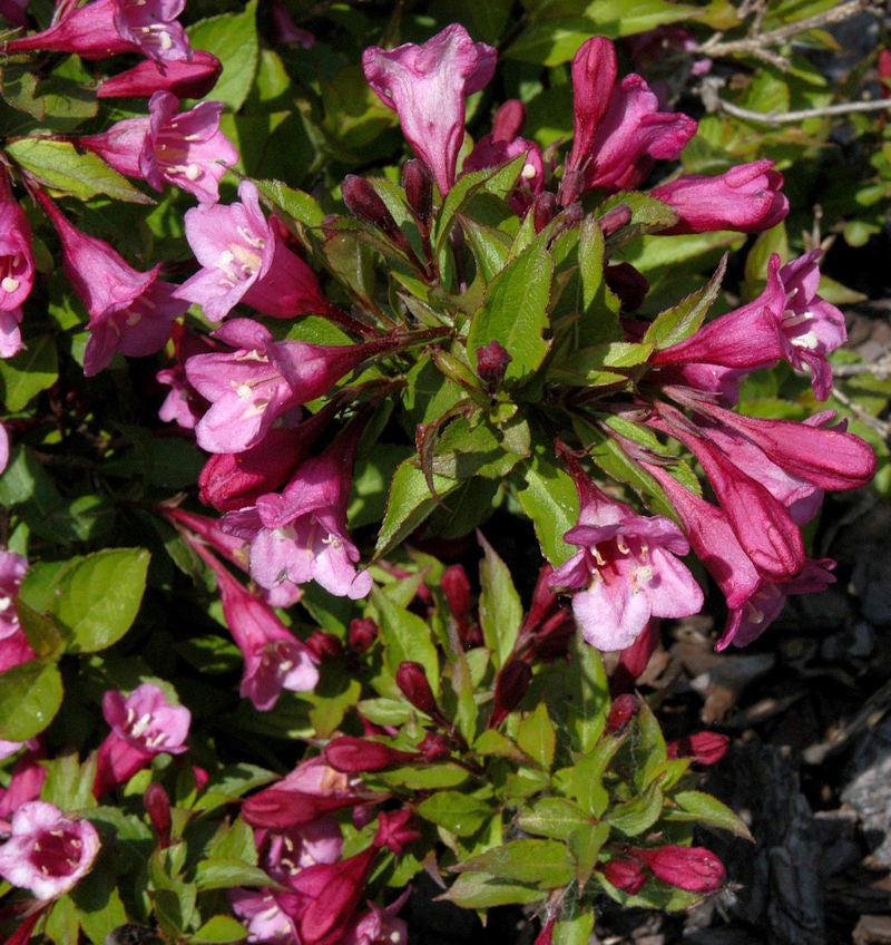  Zwerg Weigelie Minuet 30-40cm - Weigela Florida