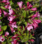  Zwerg Weigelie Minuet 30-40cm - Weigela Florida