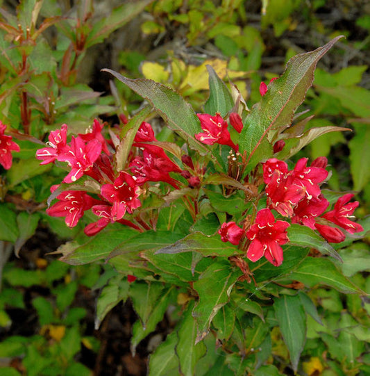  Weigelie Red Prince 80-100cm - Weigela