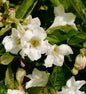  Hochstamm Weigelie Snowflake 100-125cm - Weigela