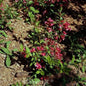  Weigelie All Summer Red 40-60cm - Weigela Florida