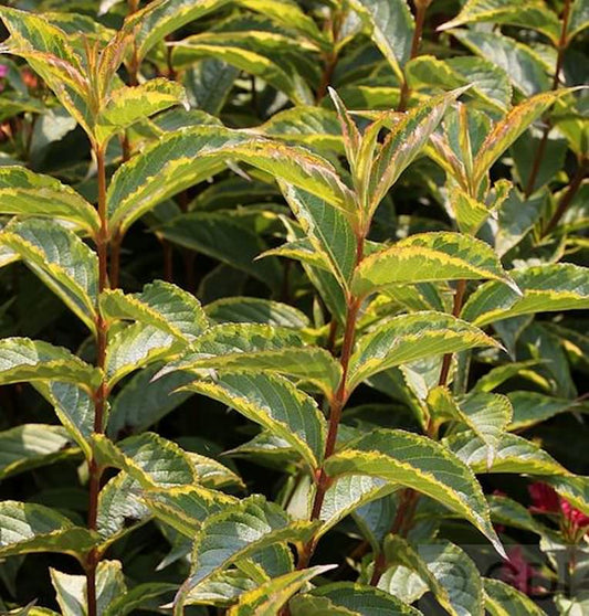  Buntlaubige Weigelie 60-80cm - Weigela