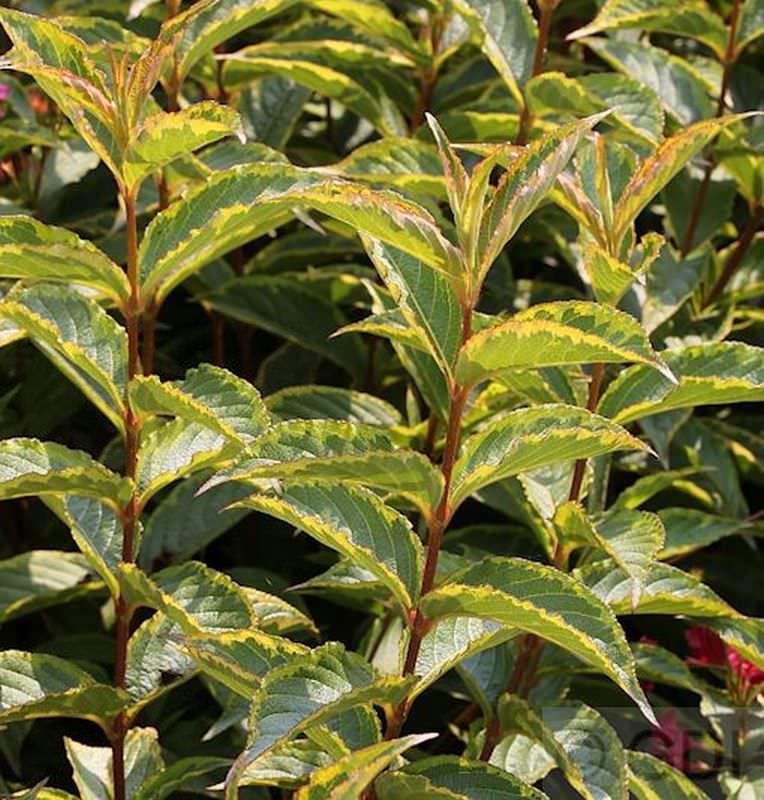  Buntlaubige Weigelie 40-60cm - Weigela