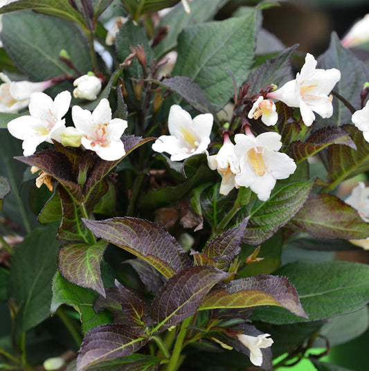  Weigelie Ebony Und Ivory 60-80cm - Weigela Florida
